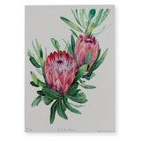 Pink Ice Protea-A4-Limited Edition Print