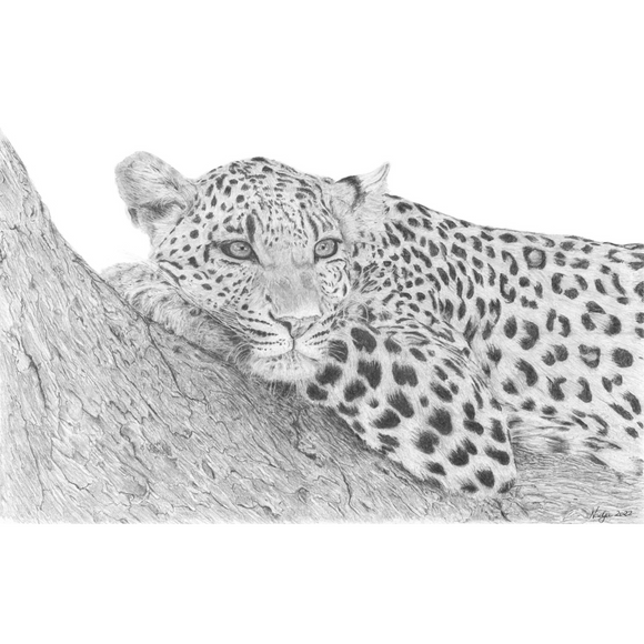 Animal Prints