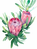 Pink Ice Protea-A4-Limited Edition Print