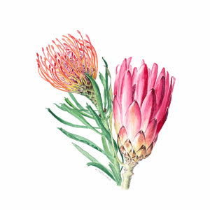 Protea Pair-Limited Edition Print