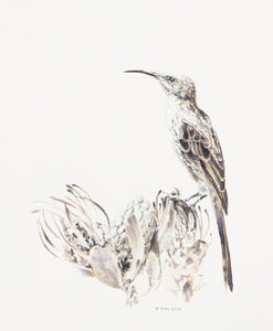 Sugarbird on Saturday-22.5X28cm- Limited Edition Print